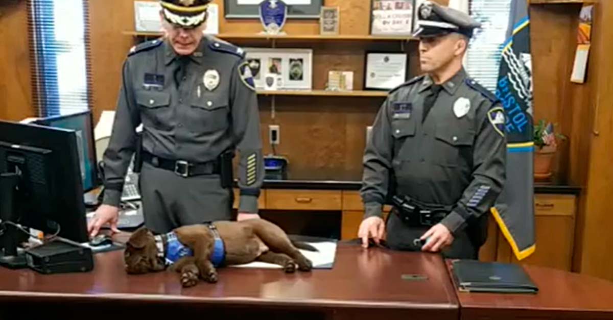 Cachorro hace el ridículo en su graduación de perro policía, se quedó dormido