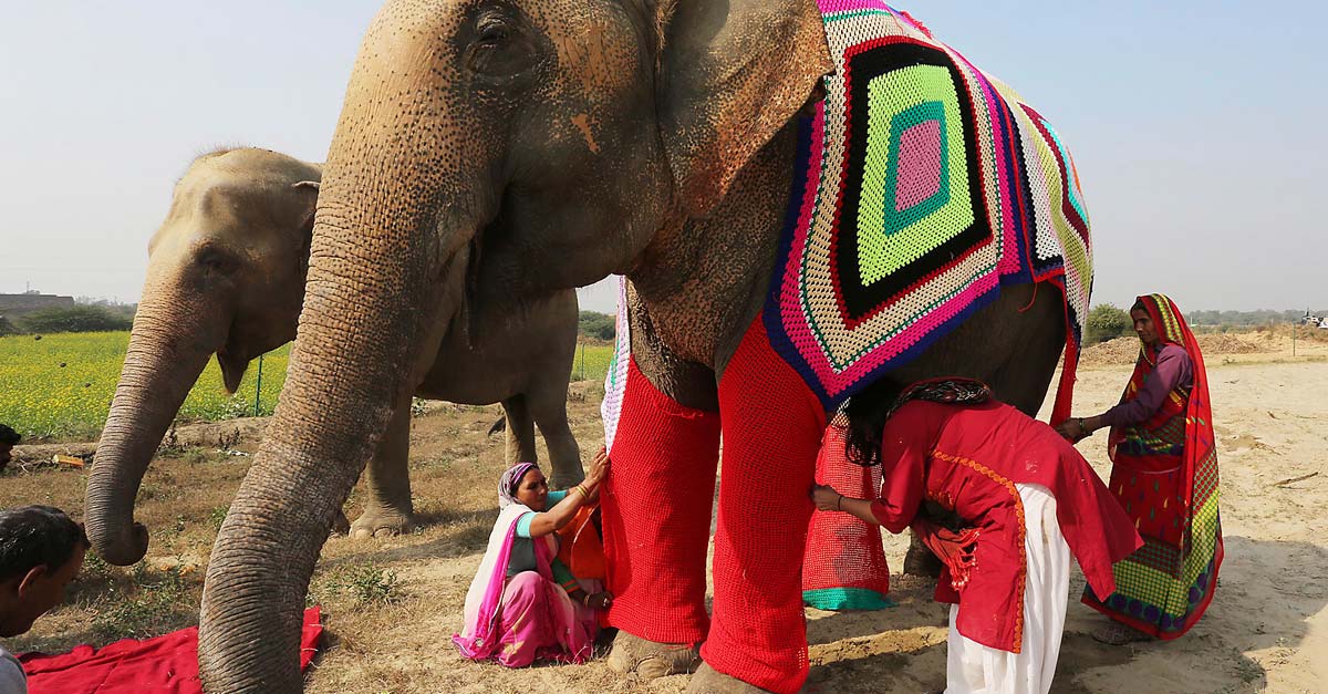 Aldeanas cosen pijamas para elefantes porque la temperatura en India está muy baja