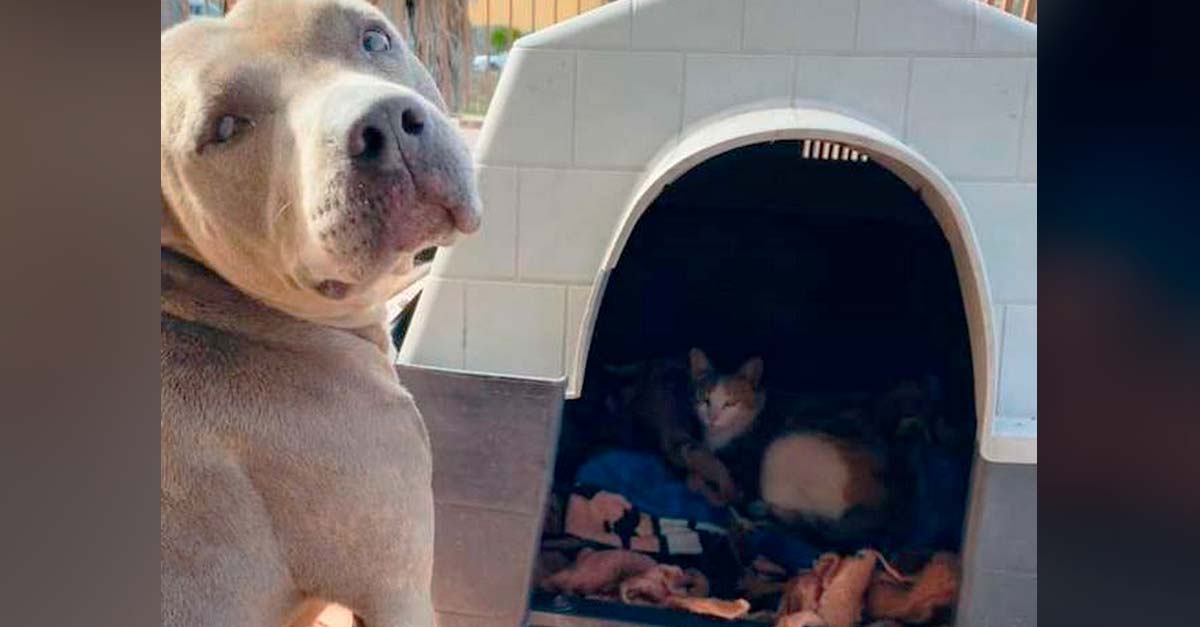 Adorable Pit Bull cede su casa a una gatita callejera para que tenga a sus bebés