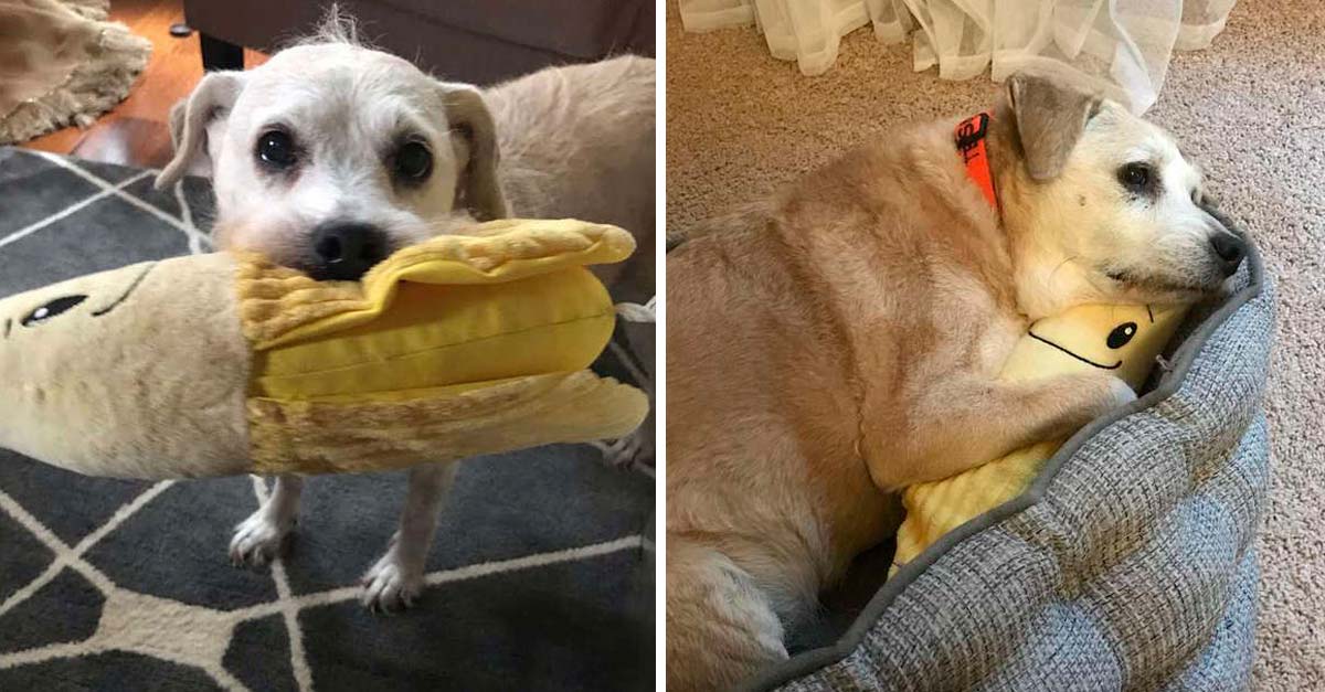 Perrita de 20 años sigue amando su plátano de juguete como el primer día
