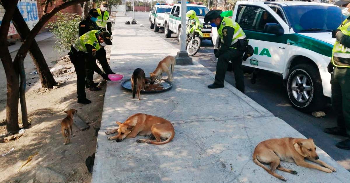 Policía de Colombia se está encargando de alimentar a los callejeritos en la cuarentena