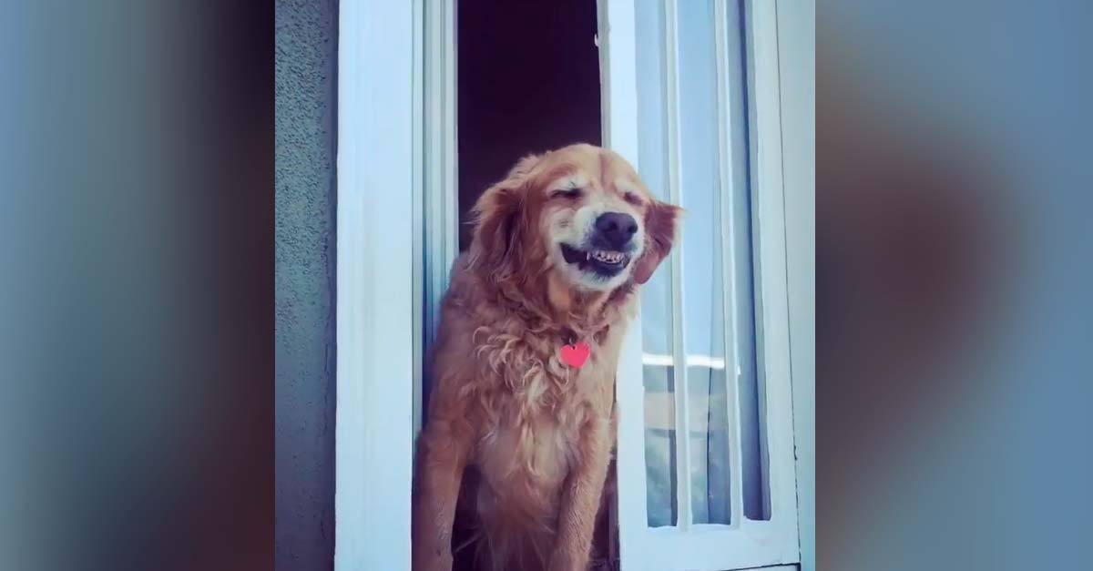 Perrito viejito saluda a sus vecinos cuando pasan por su casa con una bella sonrisa