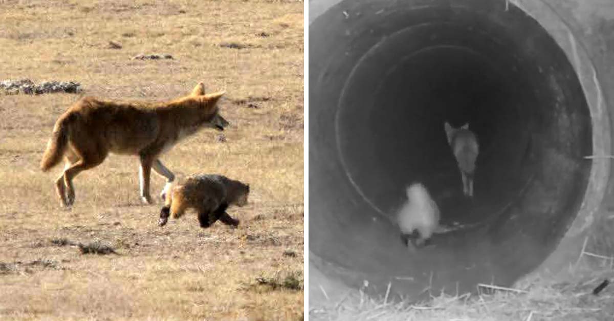 Un coyote y un tejón se hicieron los mejores amigos, ahora recorren EEUU juntos