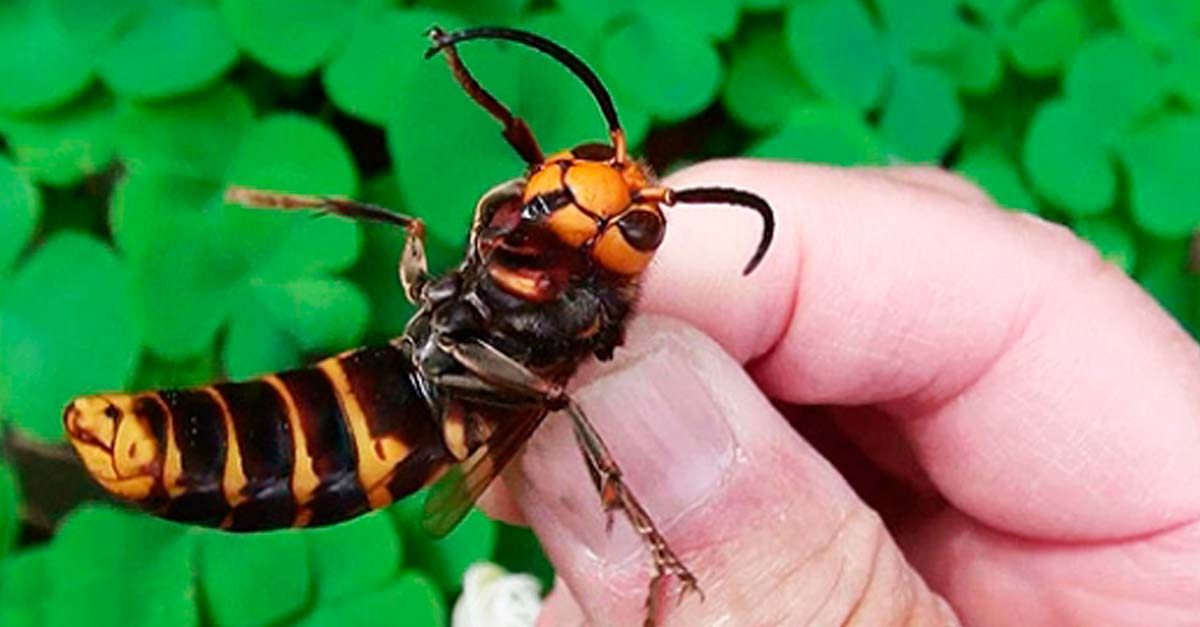 El avispón gigante asiático ha llegado a América, las abejas son las más afectadas