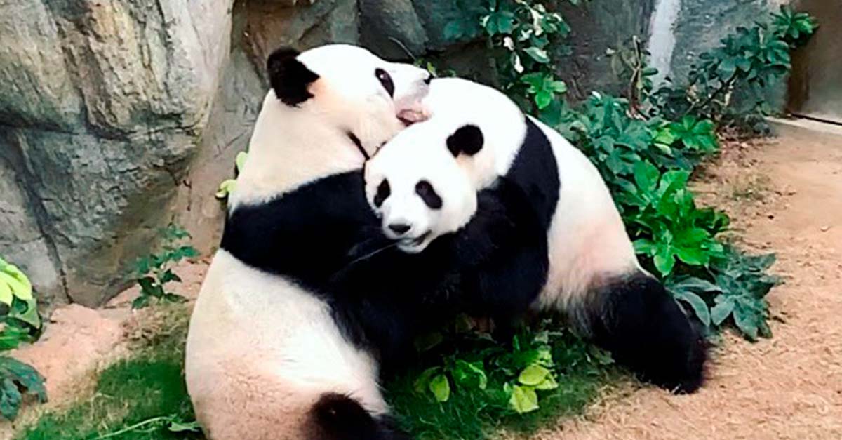 Ositos panda celebran que después de diez años de intentarlo, por fin van a ser padres