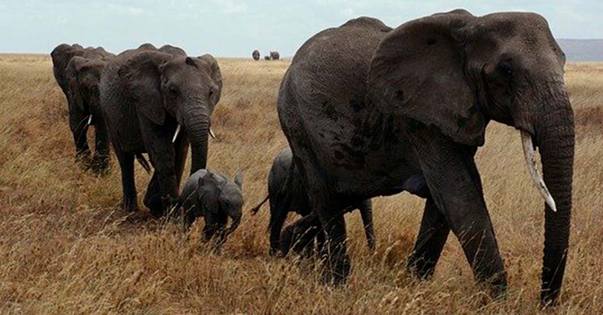 Gracias a que no hay turistas, 78 elefantes usados para entretenimiento fueron liberados