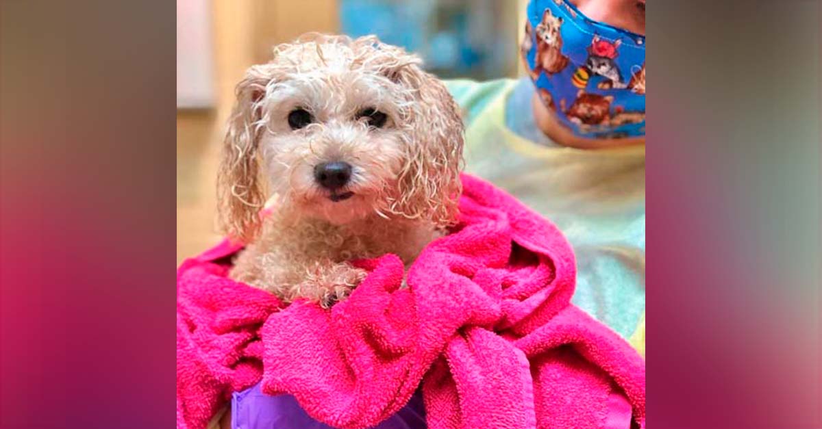El papá de esta perrita falleció por Coronavirus, ahora ella busca un nuevo hogar