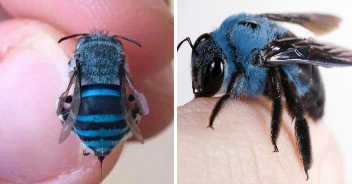 Volvió!! la extinta abeja azul ha sido vista nuevamente en Florida