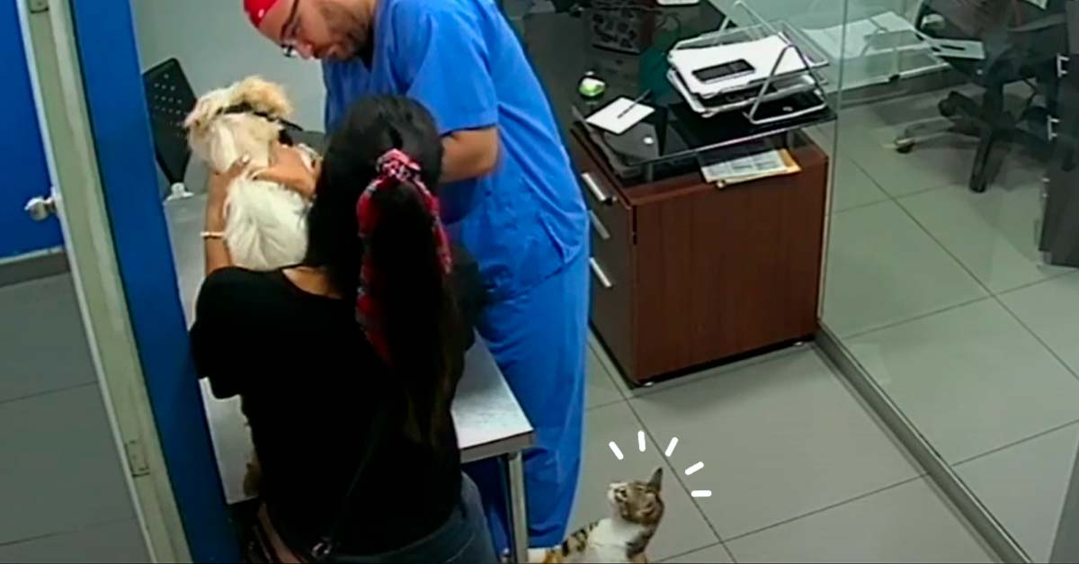 Gatito vio que querían vacunar a su amigo perro y tuvo que intervenir