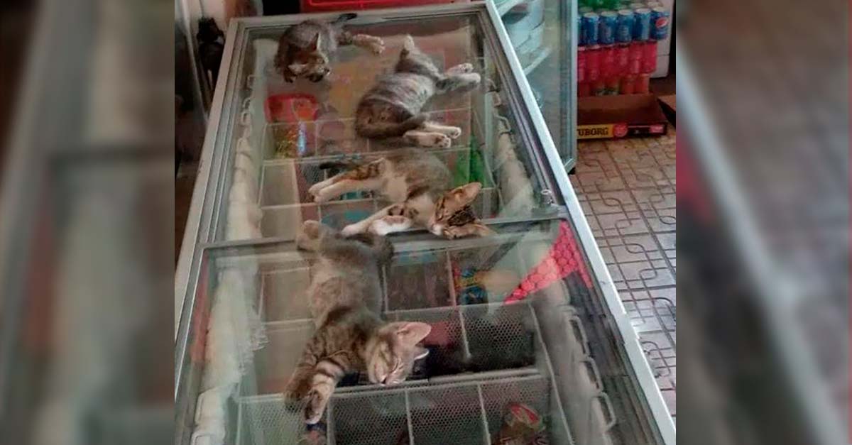 Tienda deja que gatitos callejeros se refresquen del fuerte calor en el refrigerador