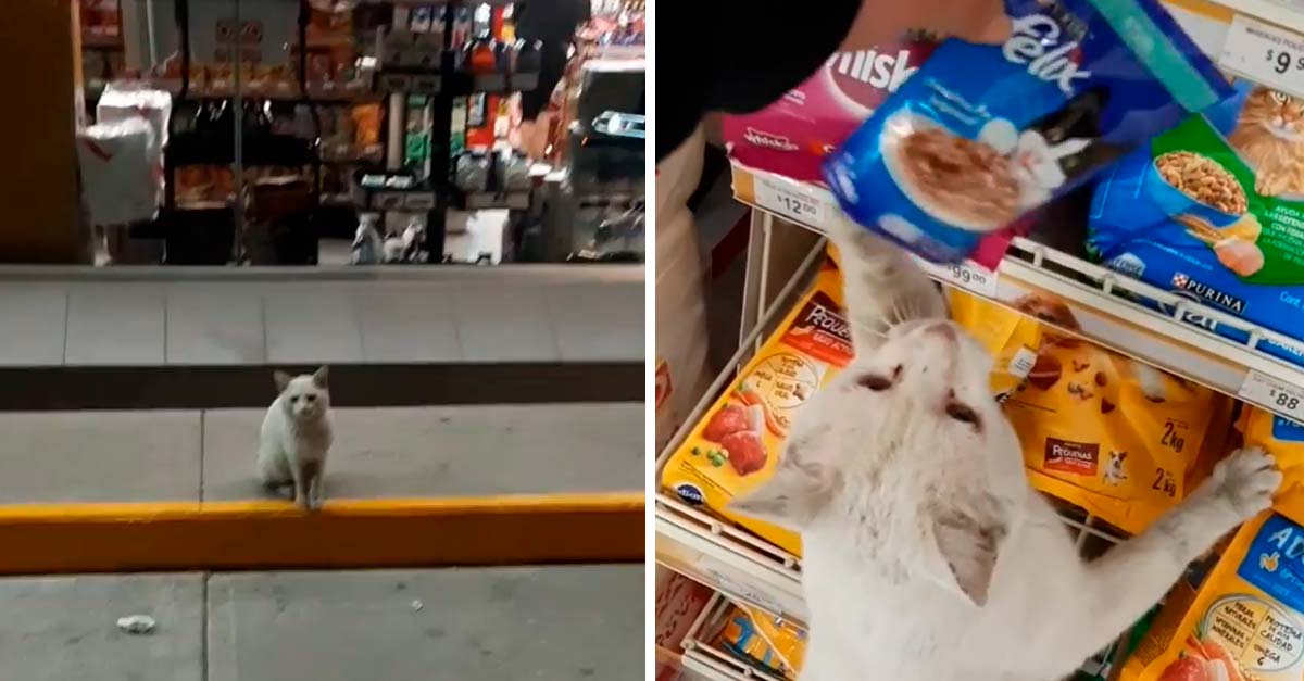 Gatito callejero pedía frente a una tienda que la gente le comprara comida, así sobrevivía