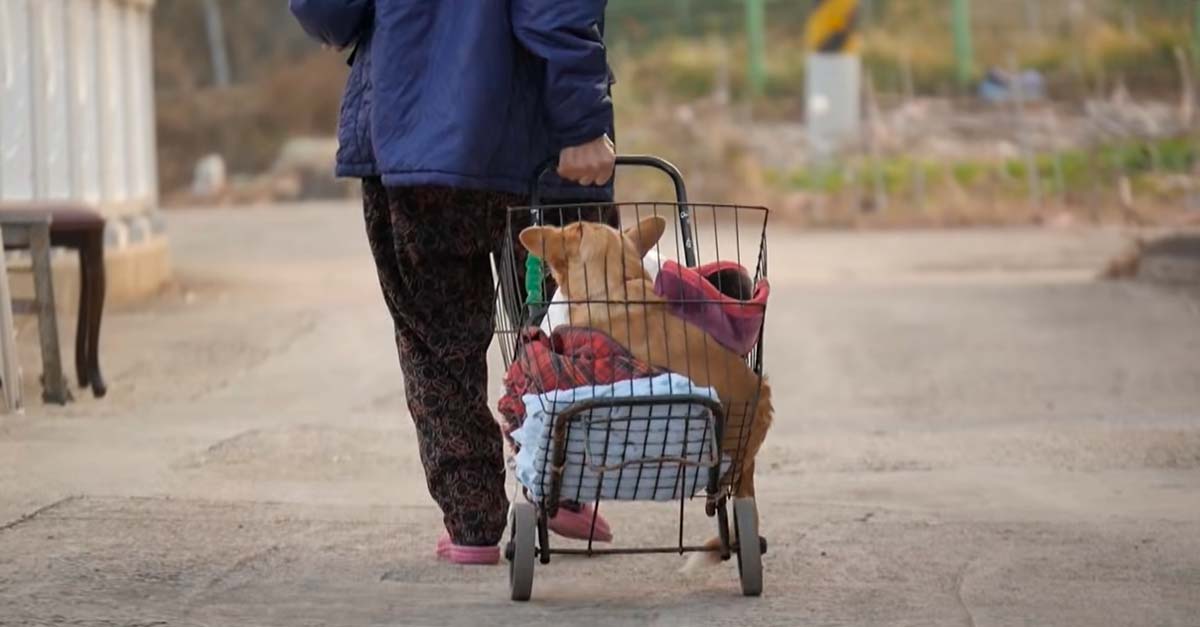 Abuelita lleva a su perrito en cochecito al parque a diario porque él no puede caminar