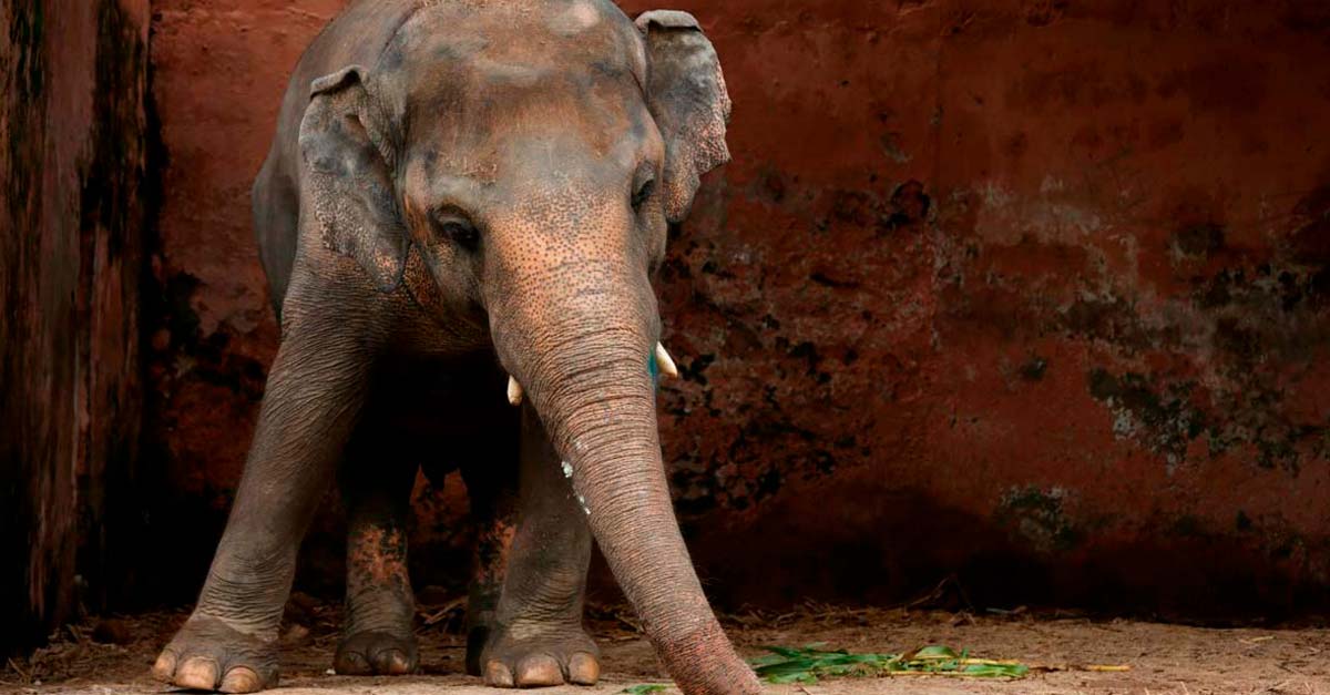 Se les acabó el negocio a los circos, PROHIBIDO sacar elefantes de África
