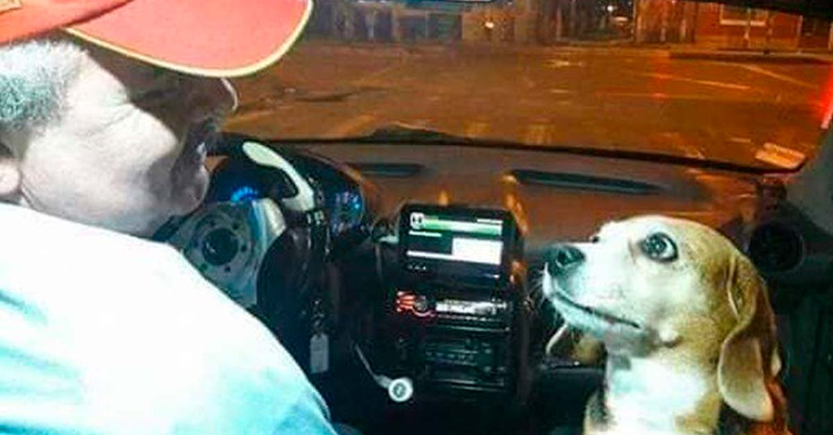 Perrita taxista, su especialidad es ser copiloto pero no descarta conducir algún día