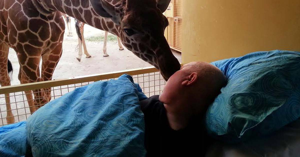 El último deseo de un hombre: despedirse de su gran amiga, la jirafa que rescató