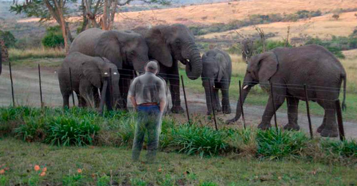 Elefantes llevan dos días de vigilia en casa del héroe que los protegió hasta su muerte