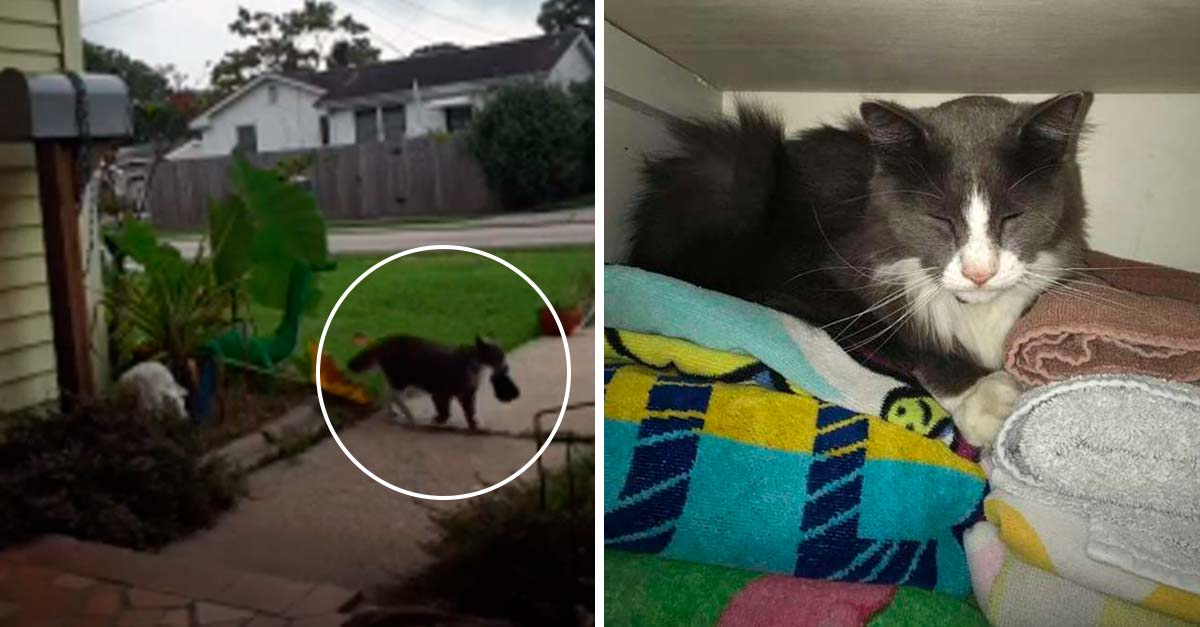 Gatito cleptómano aterroriza barrio, se robaba la ropa interior de sus vecinos 😆