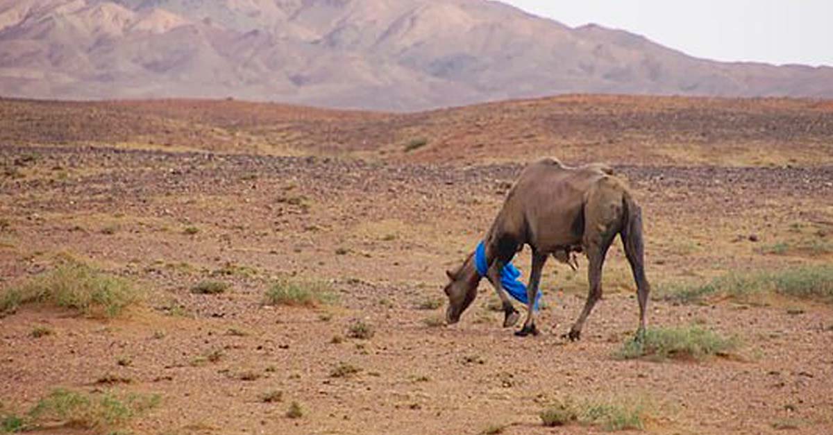 Este camello emprende la más hermosa travesía, encontrar a la familia que lo vendió