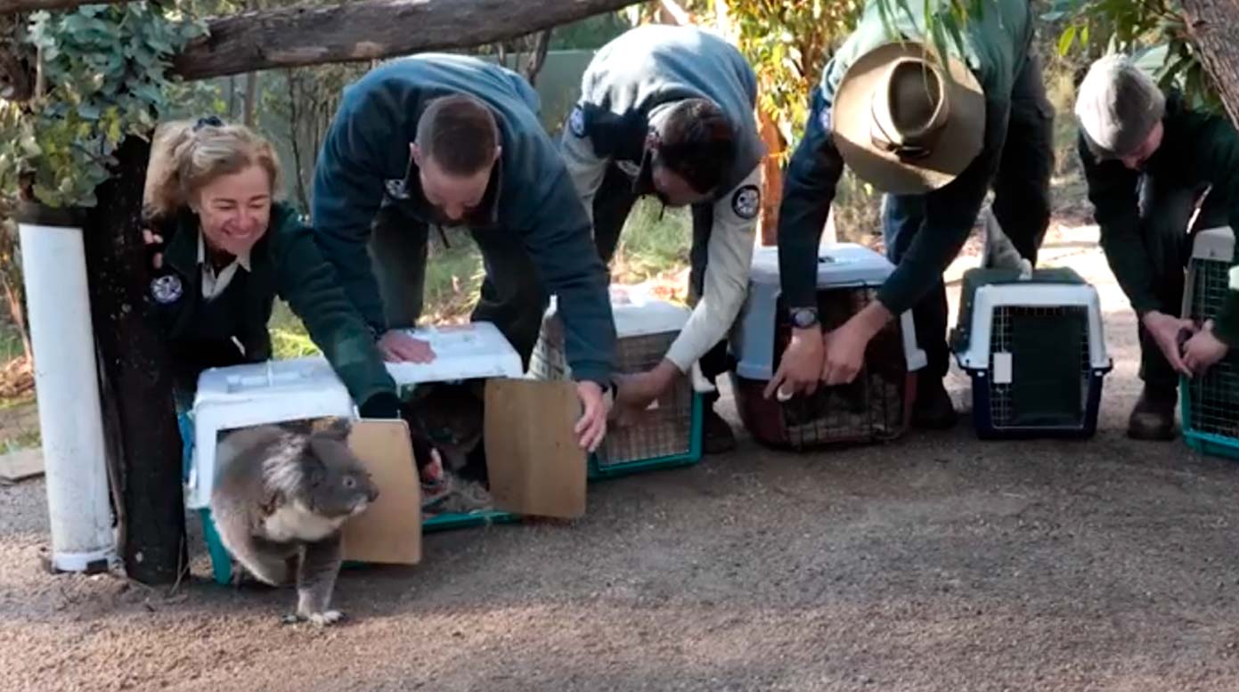 Regresan… los sacaron por un incendio, hoy estos koalas se reencuentran con su hogar