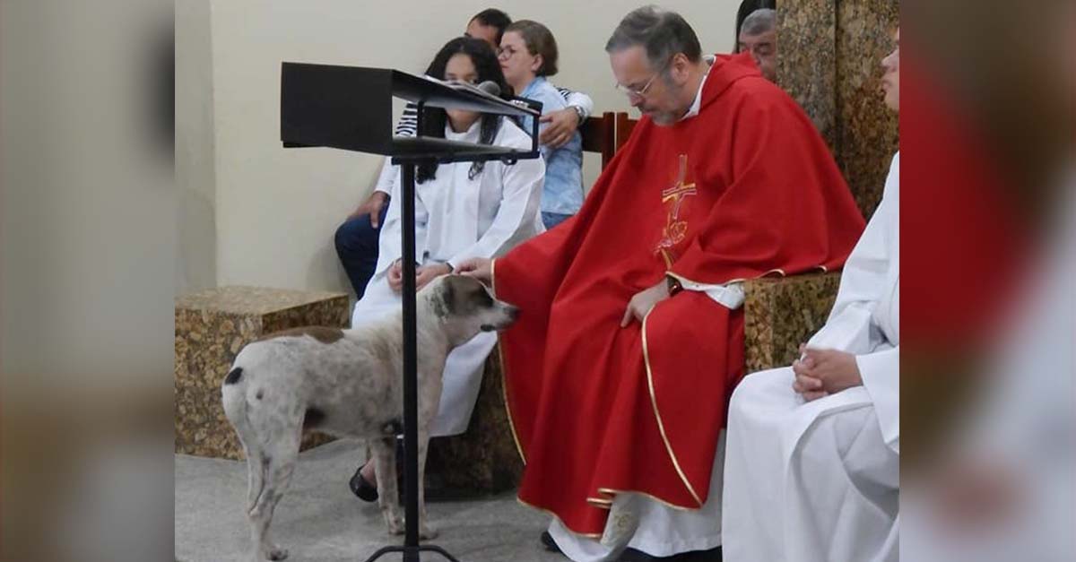 Cura convierte su iglesia en refugio para perros y los da en adopción en las misas