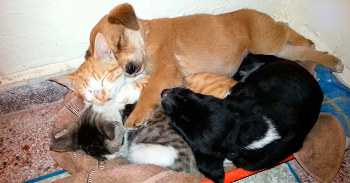 Dos gatitos y dos perritos rescatados se hacen su propia familia de peluditos
