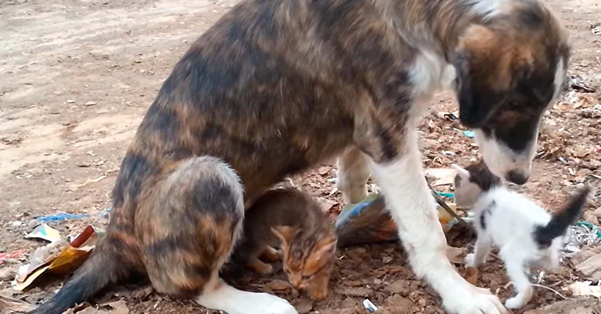 Perrito callejero adoptó 2 gatitos sin mamá, ellos lo aman y lo siguen a todas partes