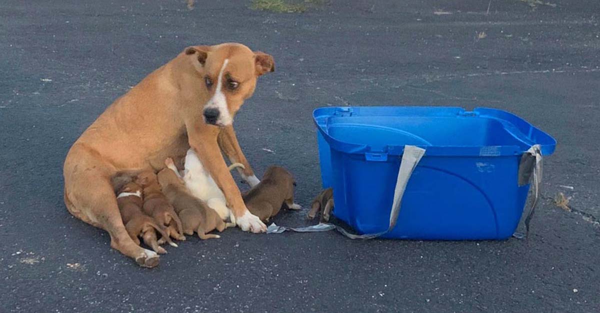 Que se encargue otro… ¿Es lo que pensaste cuando la abandonaste con sus 9 cachorros?