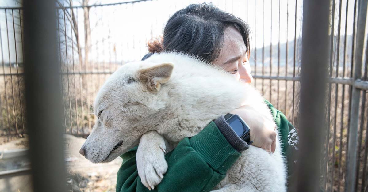 Ministerio de agricultura China anuncia: los perros ya NO son ganado