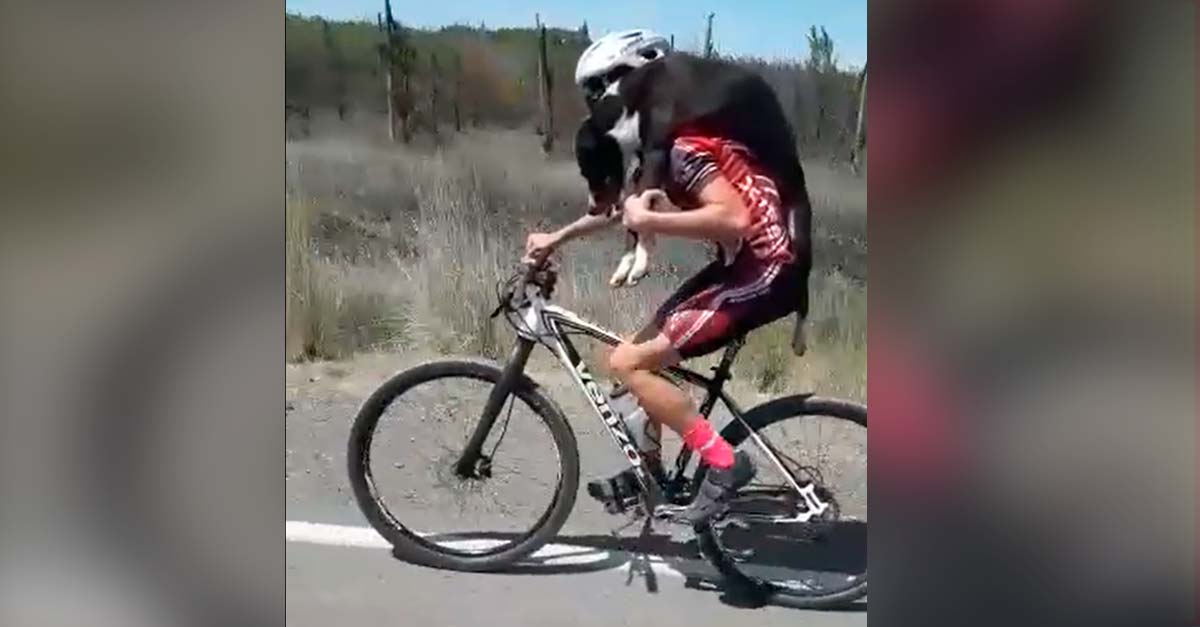 Un ciclista no pudo dejar atrás a un perrito sediento en la carretera