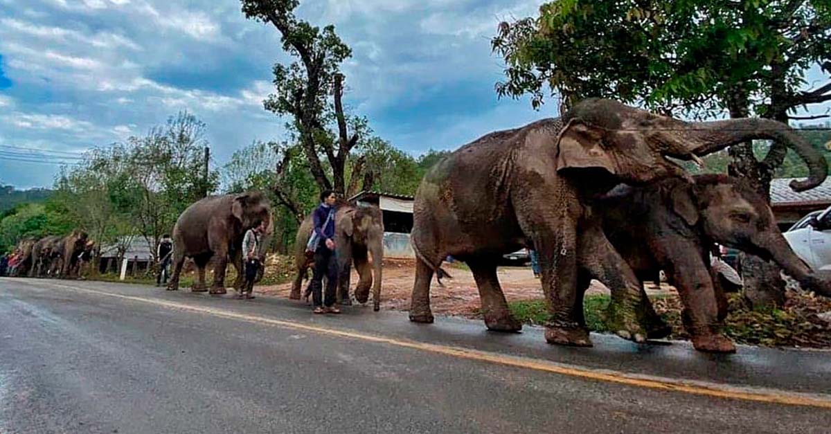 Caminan de vuelta a casa, 1500 elefantes son regresados a la selva por el cierre del turismo