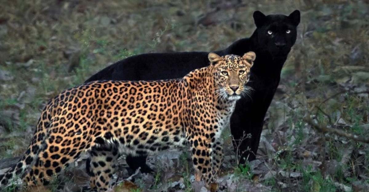 No es su sombra, una leoparda y su pareja pantera negra nos regalan una imagen enigmática