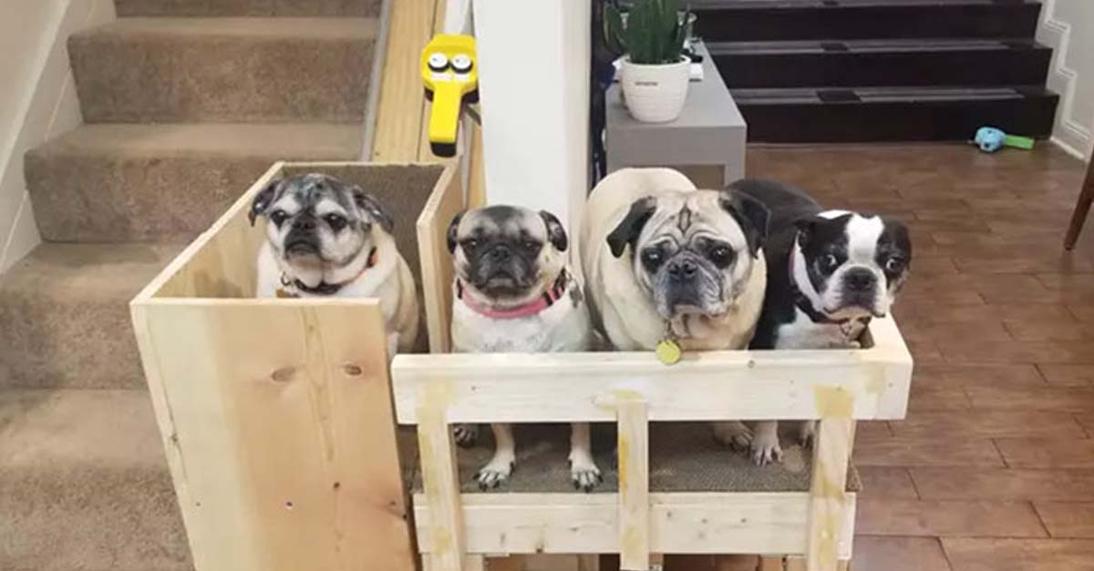 Mujer construyó elevador casero para que sus perritos ancianos puedan movilizarse