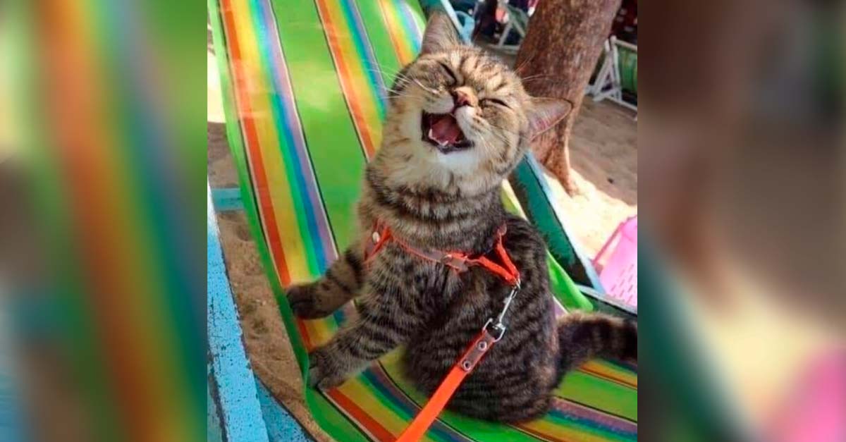 Gatita fue a la playa por primera vez y no paró de sonreír pero… ¿Está feliz o asustada?