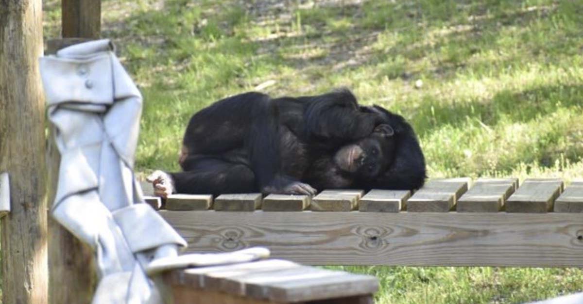 Esta imagen habla sobre la necesidad de que los chimpancés vuelvan a su hábitat