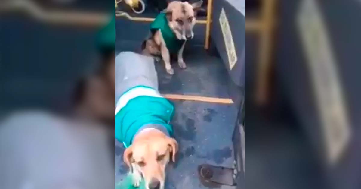Empresa de buses chilena uniforma perritos callejeros y los da en adopción en los vehículos