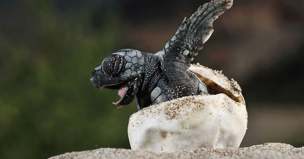 El ciclo de la vida se restaura, 105 tortugas en peligro nacen en costa colombiana