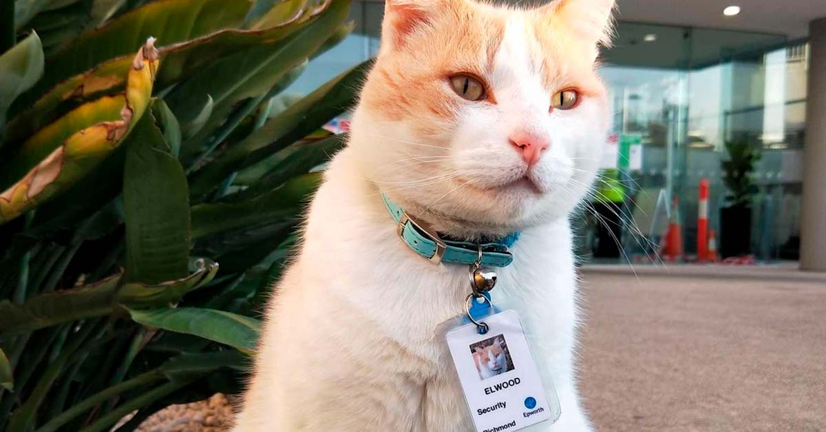 Hospital contrata a gatito que se la pasa todo el día recibiendo mimos en la puerta