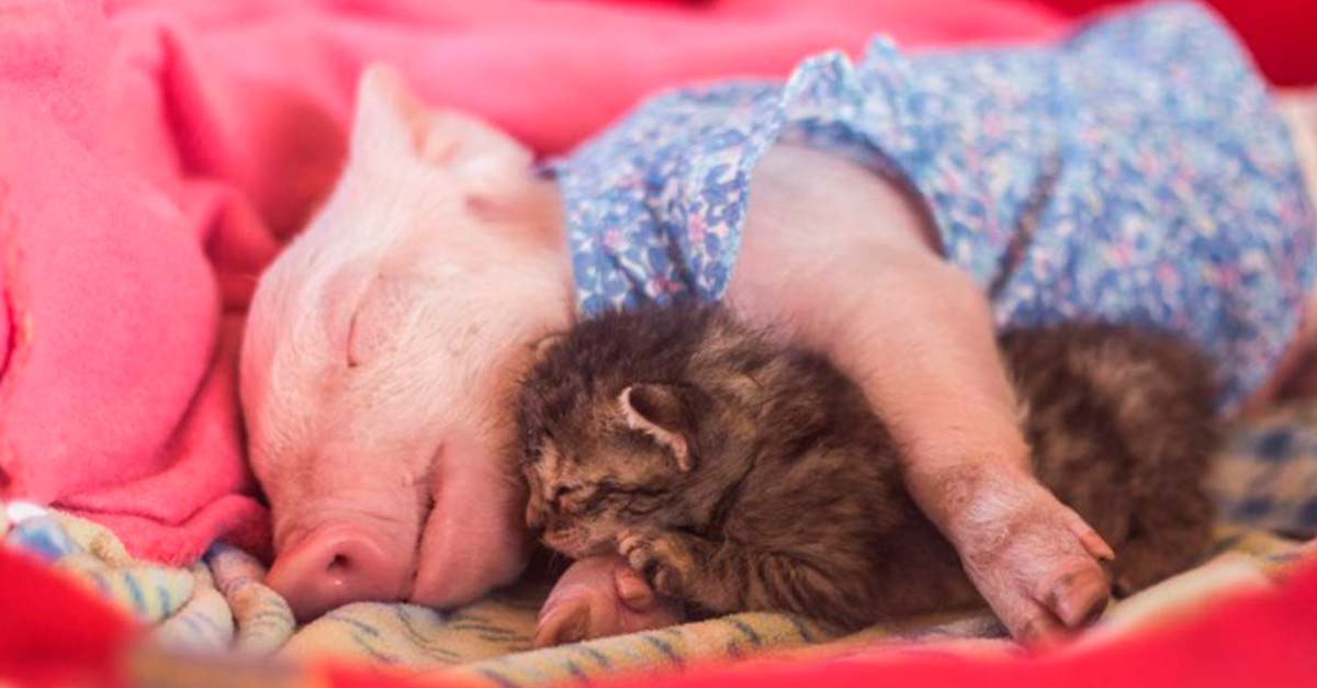 Esta gatita llegó enferma al refugio, pero los abrazos de la cerdita la ayudaron a curar