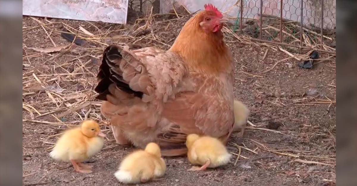 La mamá de estos patitos no los quería, así que una gallina se hizo cargo de ellos