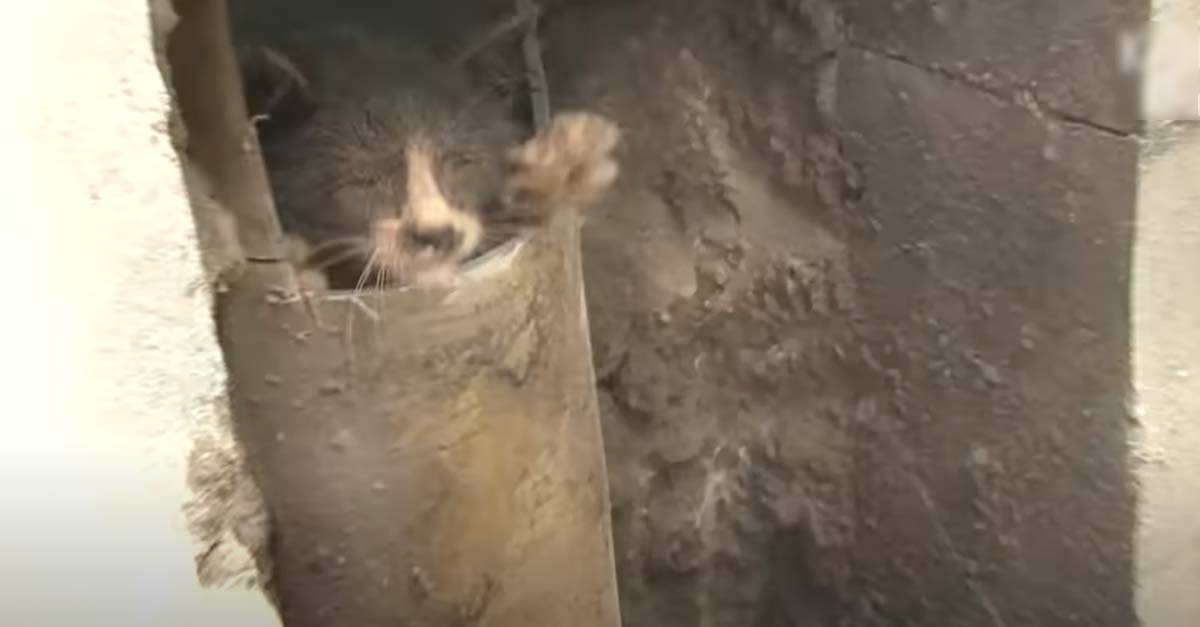 Gatito atrapado en tubería extiende su patita pidiendo que le ayuden a salir de allí