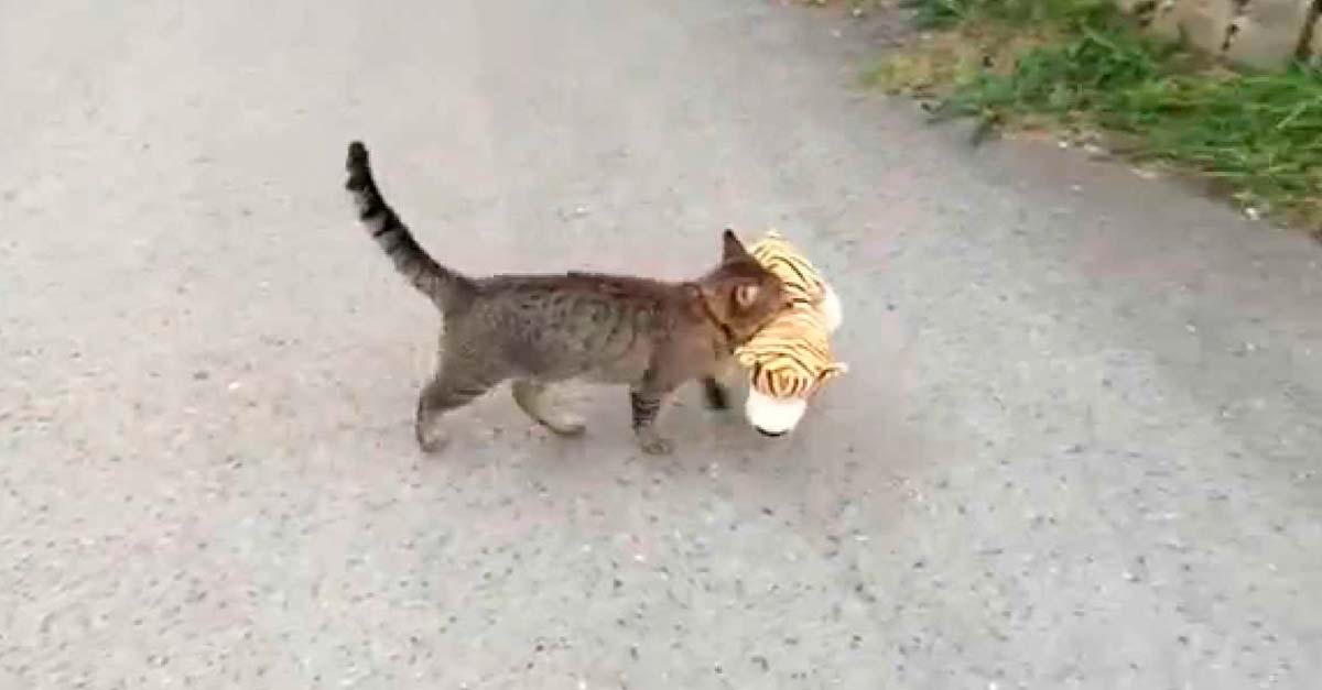 Este gatito está obsesionado con robarse el peluche de sus vecinos