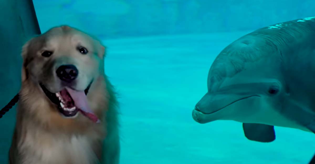 Llevaron a este perrito a ver delfines, sus animales preferidos, y se puso súper feliz