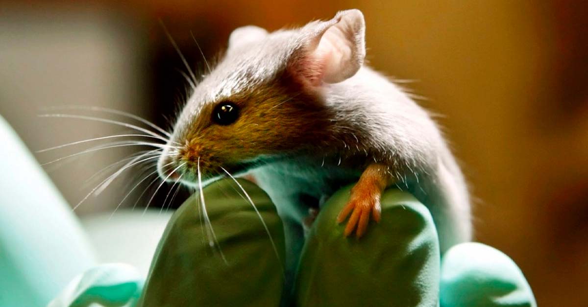 El amanecer de los animales de laboratorio en Colombia, prohibida la experimentación!