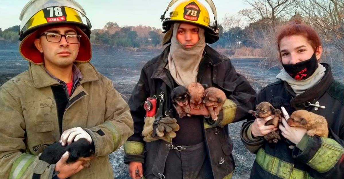Bomberos hacen lo imposible, salvaron a 7 cachorros escondidos en un bosque en llamas