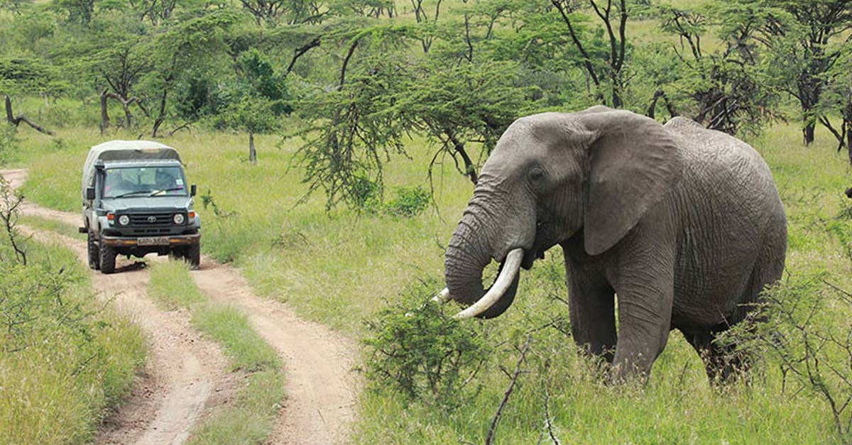 Sin precedentes… Congo impone 30 años a cazador furtivo de elefantes