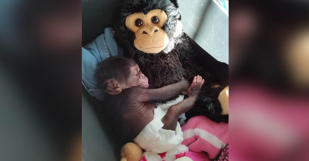 Chimpancé bebé rescatado se aferra a un peluche porque no tiene mamá