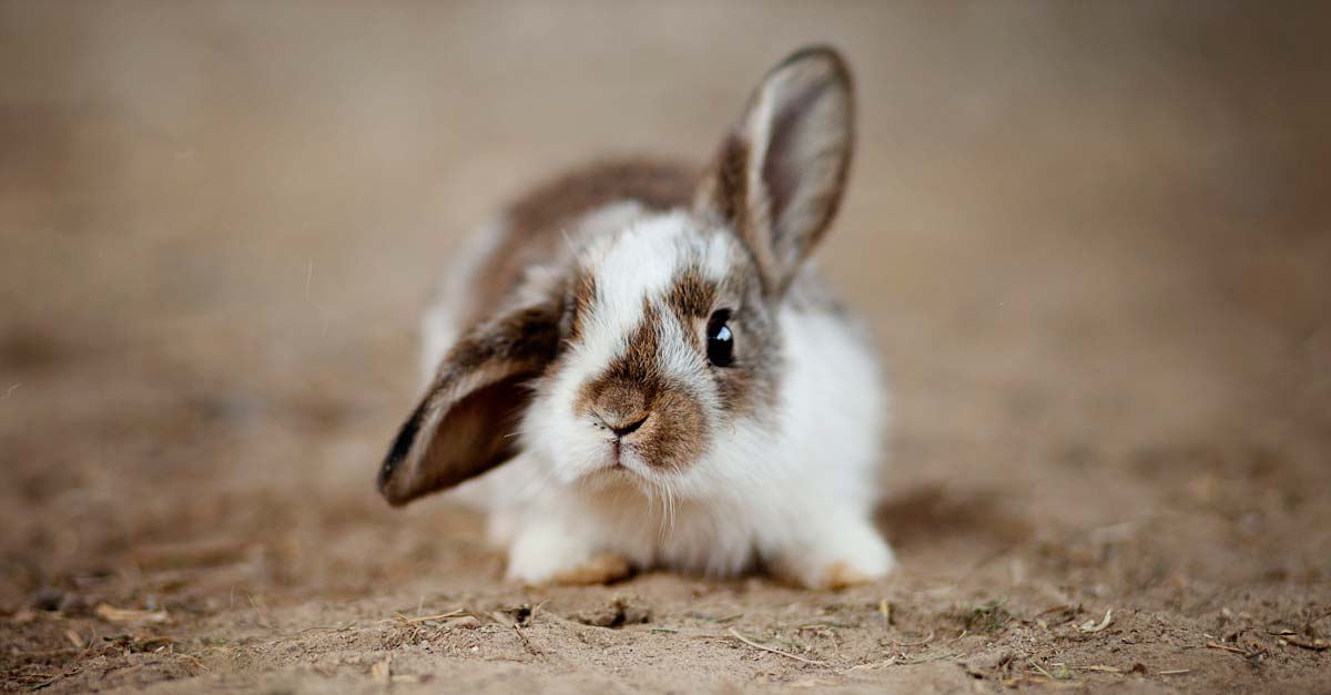Conejo declarado en peligro de extinción por UICN, su población cayó un 70%