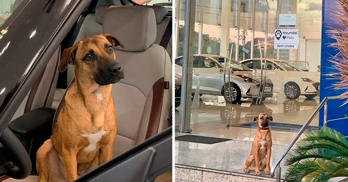 Concesionario adoptó a perrito callejero y lo convirtió en vendedor de autos