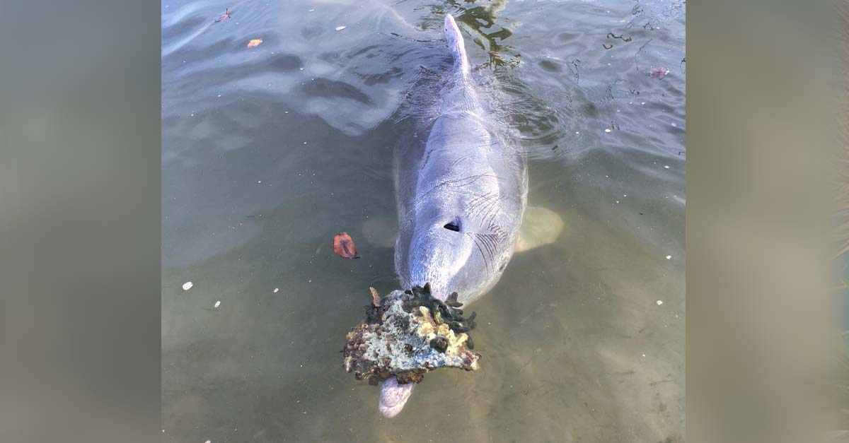 Delfín le lleva regalitos marinos a un pescador en agradecimiento por alimentarlo
