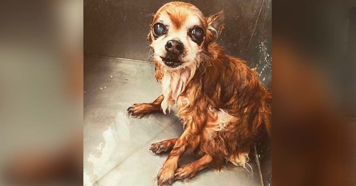 Perrito lastimero lleva 7 años rogando que no lo bañen más